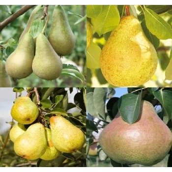 GRUSZA Pakiet 6 sztuk - sadzonki 50 / 80 cm